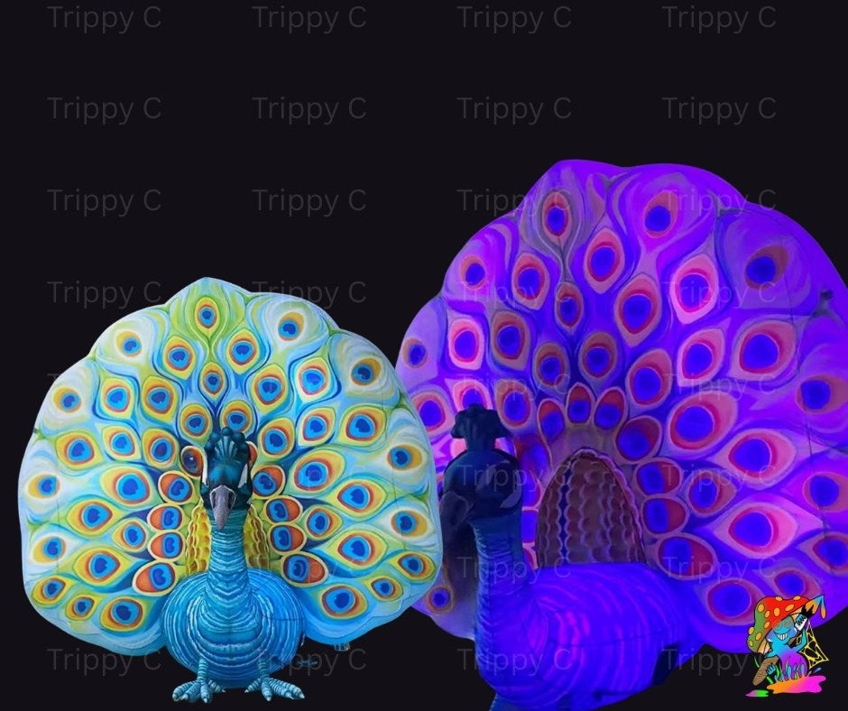 Two peacocks with vibrant, multicolored feathers on a black background.