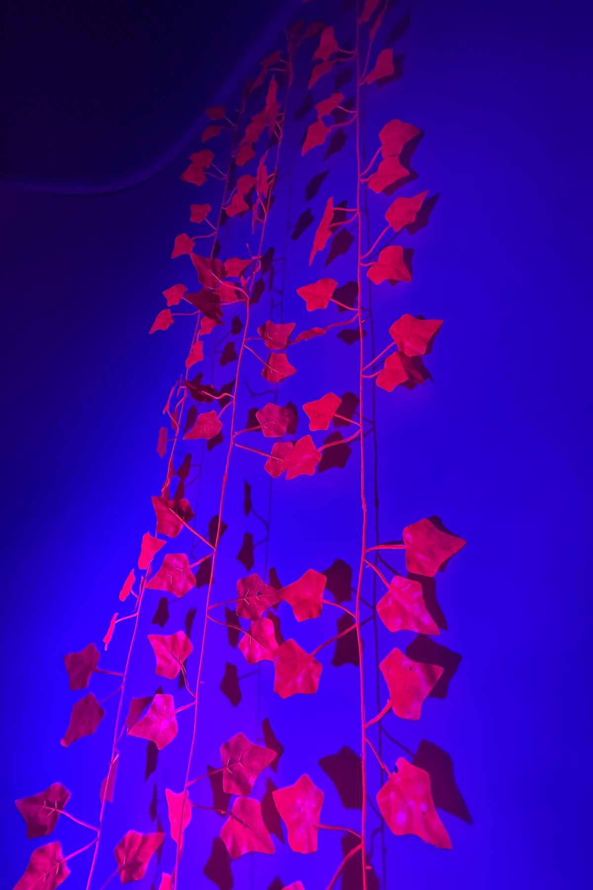 UV Red Fake Ivy